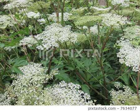 Medicinal herbs Medicinal herbs 7634077