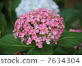 Hydrangea 7634304