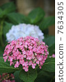 Hydrangea 7634305