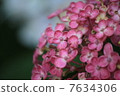 Hydrangea 7634306