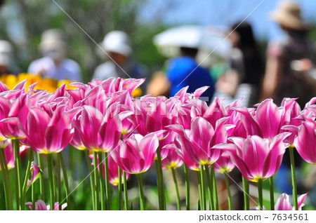 鬱金香領域 7634561