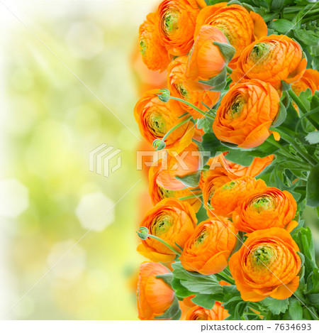 orange ranunculus flowers orange ranunculus flowers 7634693
