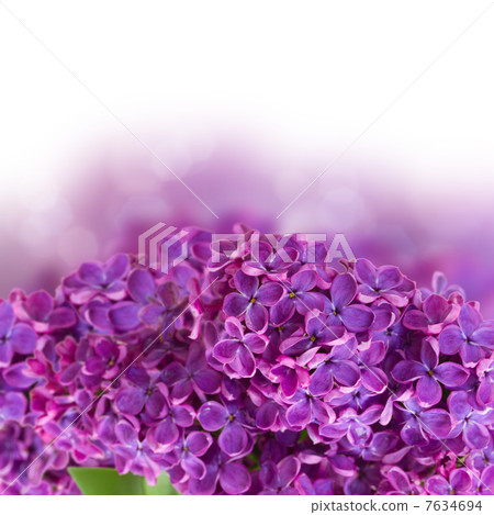 Bush with lilac flowers close up 7634694
