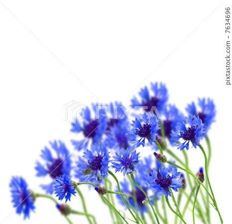 growing blue corn flower 7634696