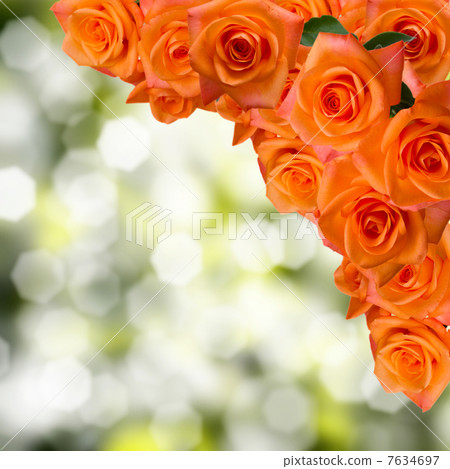 roses in a garden roses in a garden 7634697