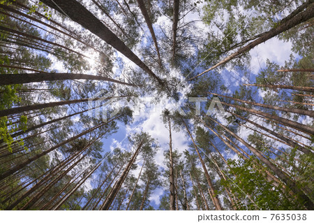 Wide angle view of pine forest 7635038