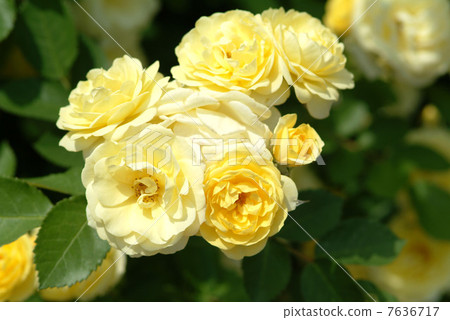 英國庭院庭院玫瑰色花床庭院對象英國庭院黃色 7636717