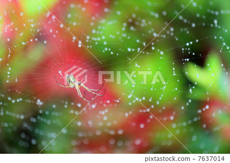 Koshirokaneko Koshirokaneko 7637014