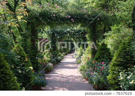 英式花園玫瑰英式花園綠玫瑰隧道花園花園 7637028