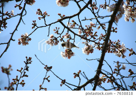 櫻花和Ugusu 7638818