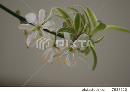 吊蘭 吊蘭 7638820