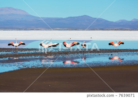 Flamingo 7639071
