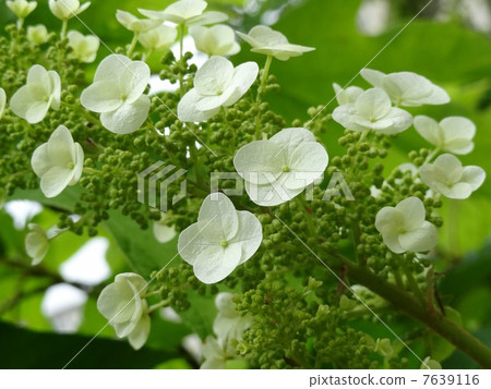 Noryutsugi花 7639116