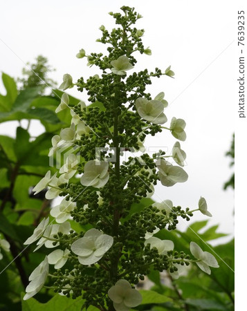 Noryutsugi花垂直 7639235