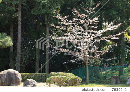 野生烏鴉 7639241