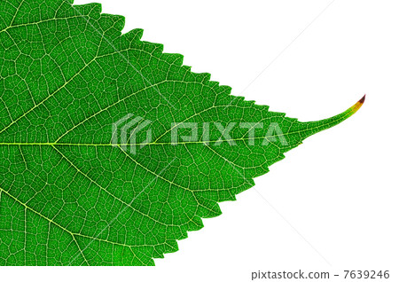 Leaf of a plant Leaf of a plant 7639246