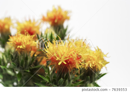Safflower Safflower 7639353