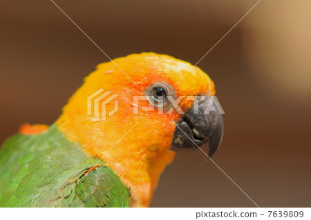 Profile of the parakeet 7639809