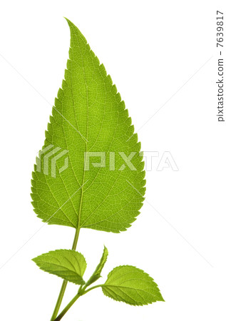 丹參葉 7639817