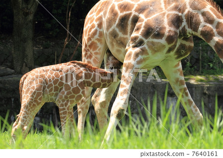 長頸鹿寶寶珍貴的哺乳期現場 7640161