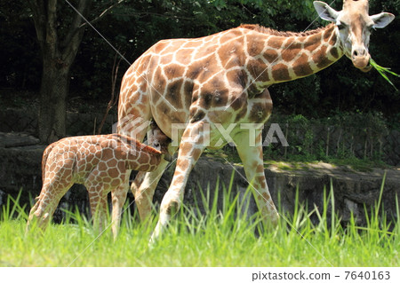 Giraffe baby precious lactation scene 7640163