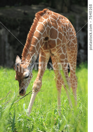 A girlfriend's baby in 1 month after birth 7640168