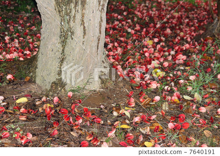 American Fall of Dego 7640191