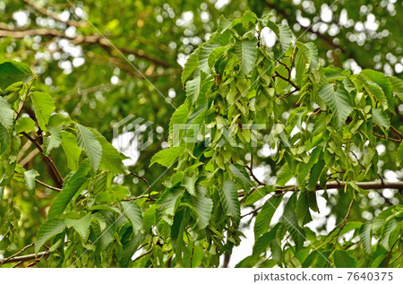 樹·Inukishi birchaceae 7640375