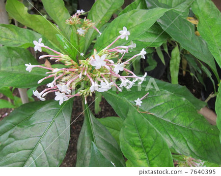 India Jaboku 7640395