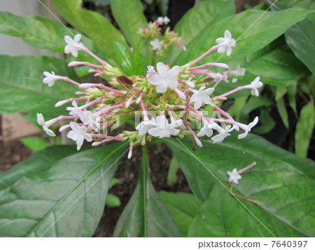 India Jaboku 7640397