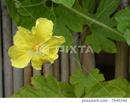 白色goya花 7640398