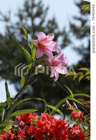 Sayuri Hime Sayuri Hime 7640448