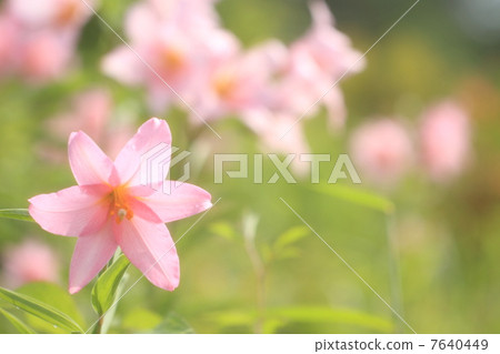 Sayuri Hime Sayuri Hime 7640449