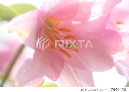 小百合姬 小百合姬 7640450