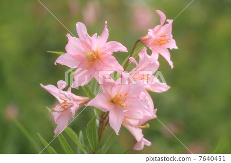 小百合姬 小百合姬 7640451