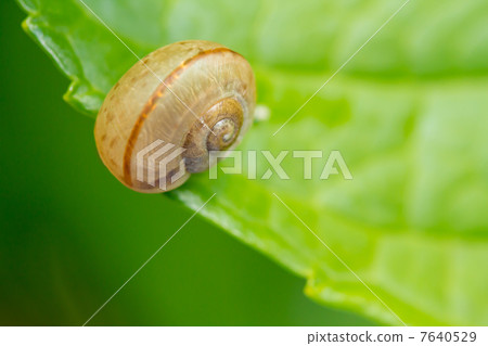 Rainy season image ~ Snail ~ Rainy season image ~ Snail ~ 7640529