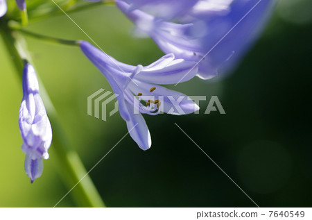 Agapanthus Agapanthus 7640549