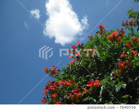 Nausuz Kazura Nausuz Kazura 7640556