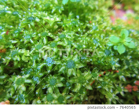 Kotsubogoke Kotsubogoke 7640565