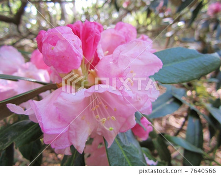 Amagi Rhododendron 7640566