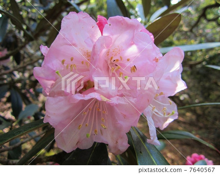 Amagi Rhododendron Amagi Rhododendron 7640567