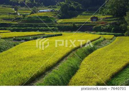 Asuka村的水稻梯田 7640701