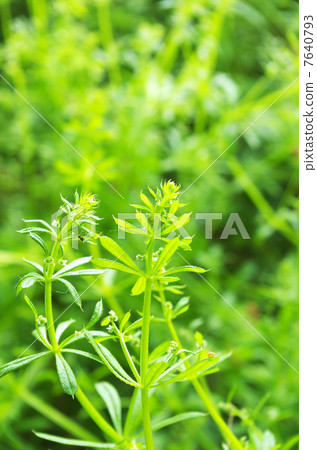 新鮮綠色的Yae Mugra 7640793