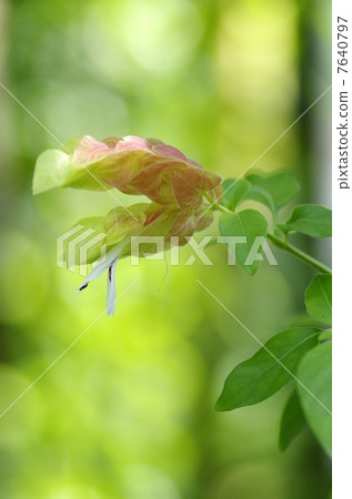 小蝦花 7640797