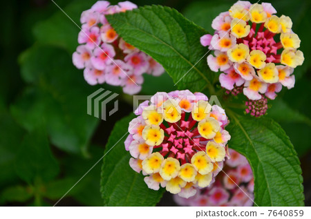 馬纓丹（2013.6） 7640859