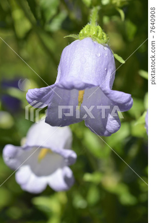 Campanula (bell bell) 7640908