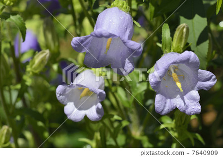 Campanula (bell bell) 7640909