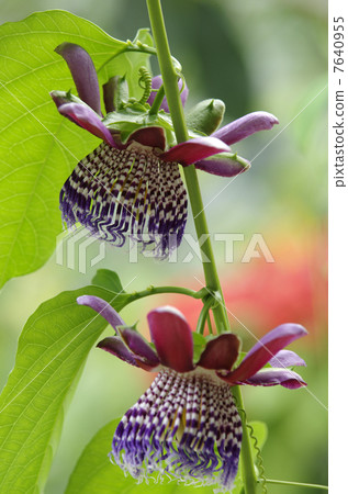 Passiflora · Arata Passiflora · Arata 7640955