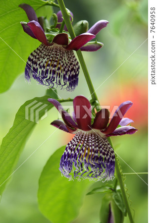 Passiflora · Arata Passiflora · Arata 7640958