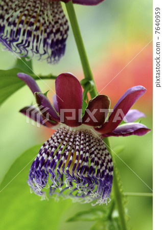 Passiflora · Arata Passiflora · Arata 7640959